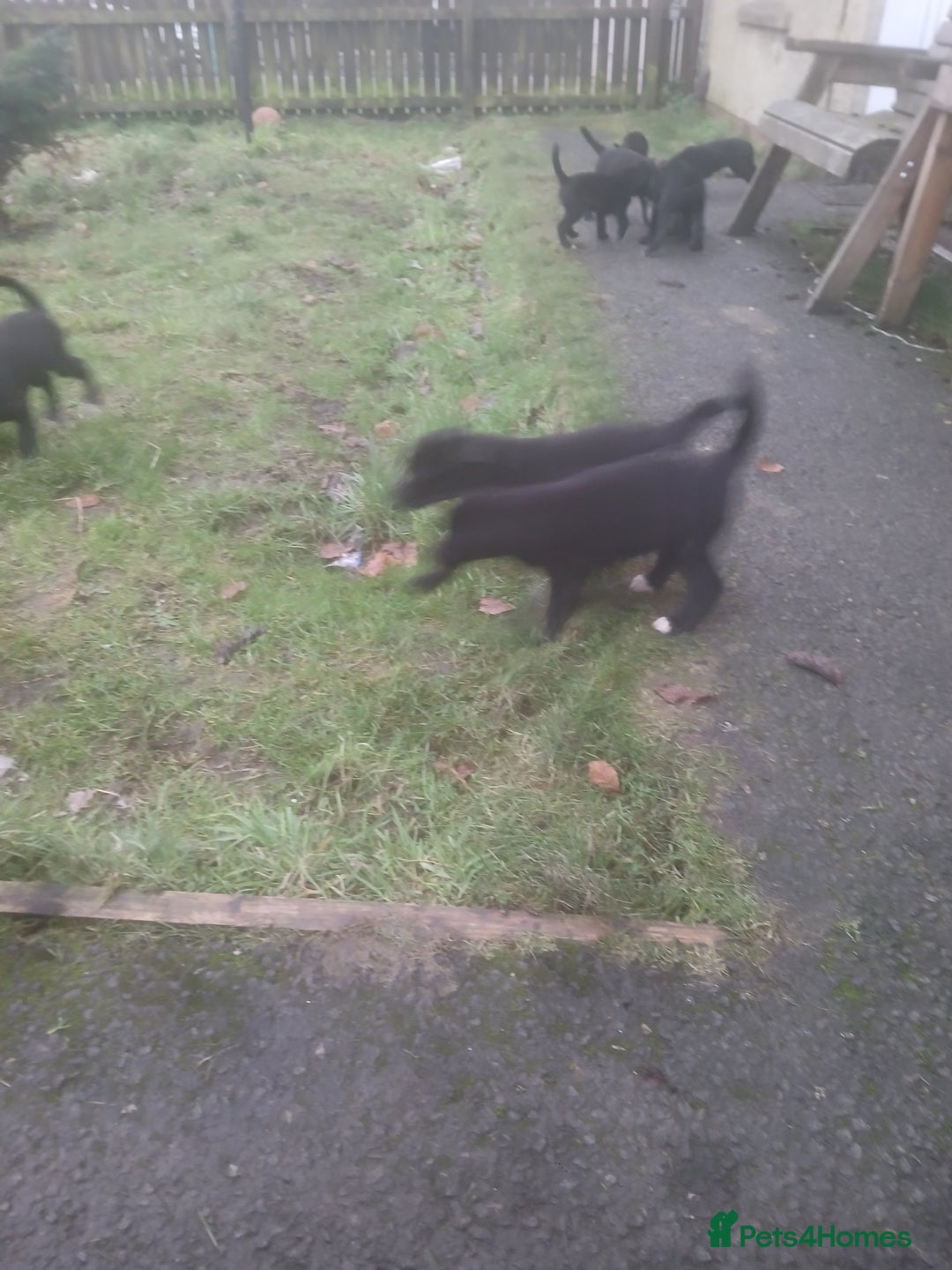 Borador dogs for sale: 8 beautiful borador ready for their forever homes  - Advert 5