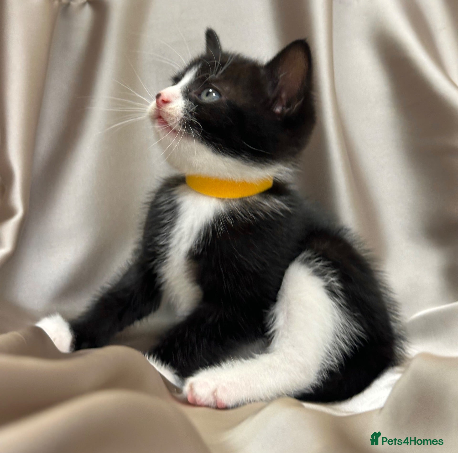 Mixed Breed cats 3 Half Scottish adorable cuties 🩷🩵 - Advert 4