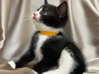 Mixed Breed cats 3 Half Scottish adorable cuties 🩷🩵 - Advert 4