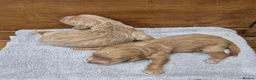 Goldendoodle dogs for sale: F1 Goldendoodle's - Advert 4