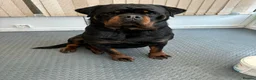 Rottweiler dogs for sale: Champion Line Rottweiler Pups for loving homes - Advert 15