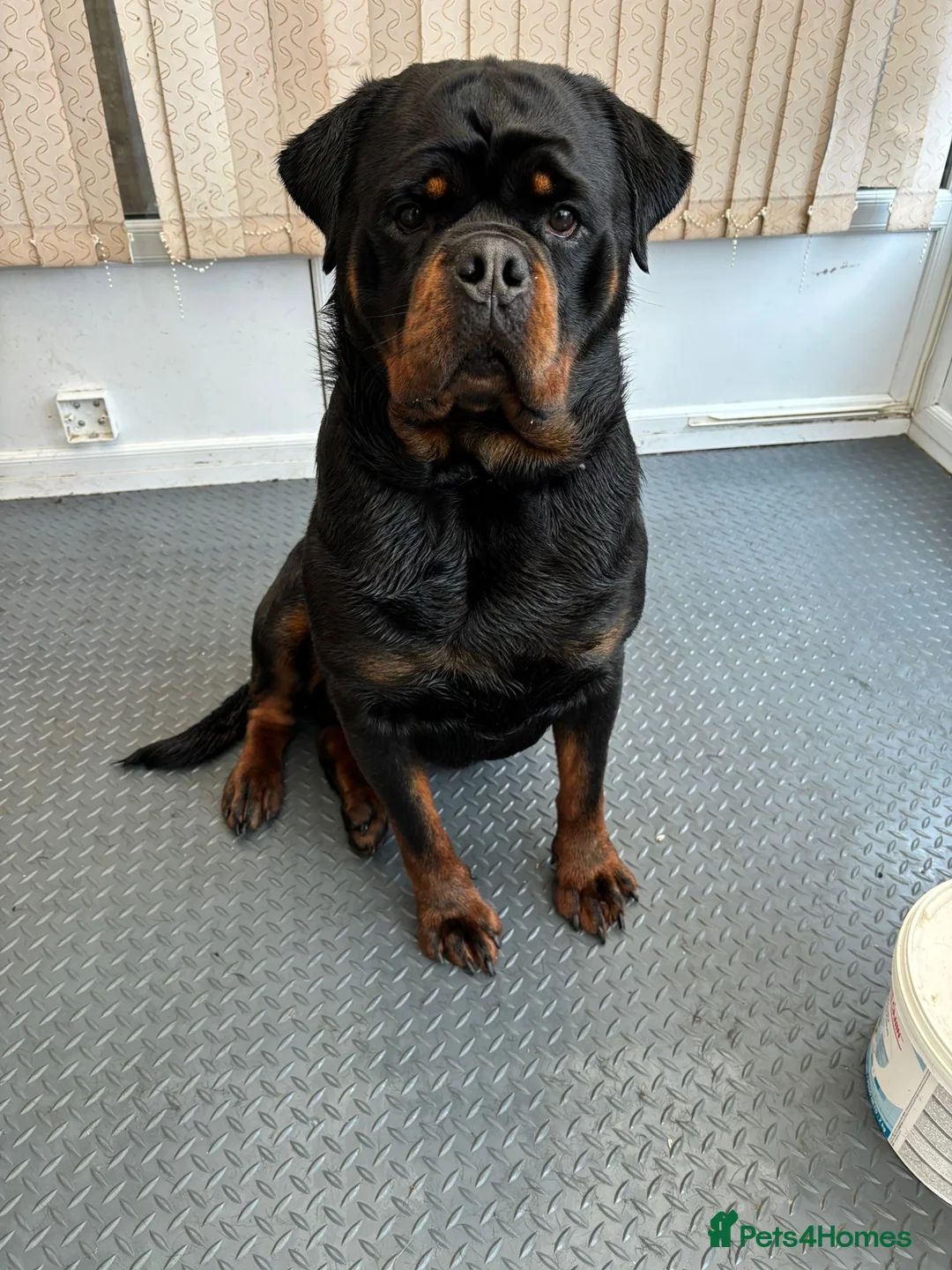 Rottweiler dogs for sale: Champion Line Rottweiler Pups for loving homes - Advert 15