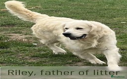 Golden Retriever dogs for sale: KC-Reg Golden Puppies @ Sunaraelia - Due 23/10/25 - Image 20
