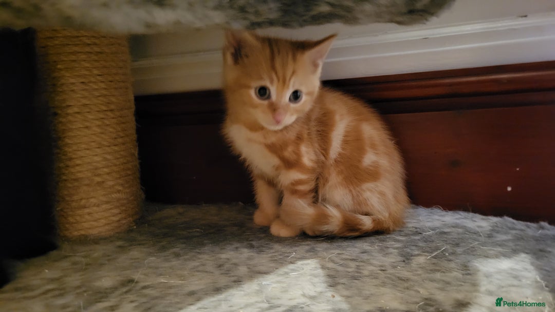 Mixed Breed cats for sale: Mixed breed kittens - Image 1