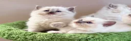 Ragdoll cats for sale: Champion pedigree Chucky Ragdoll babies  - Advert 8