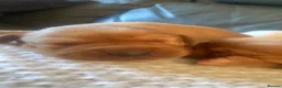 Labrador Retriever dogs for sale: WORKING KC REG FOX RED LABRADOR PUPPIES FOR SALE  - Advert 10