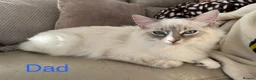 Ragdoll cats for sale: GCCF Registered Ragdoll Kittens - Advert 3