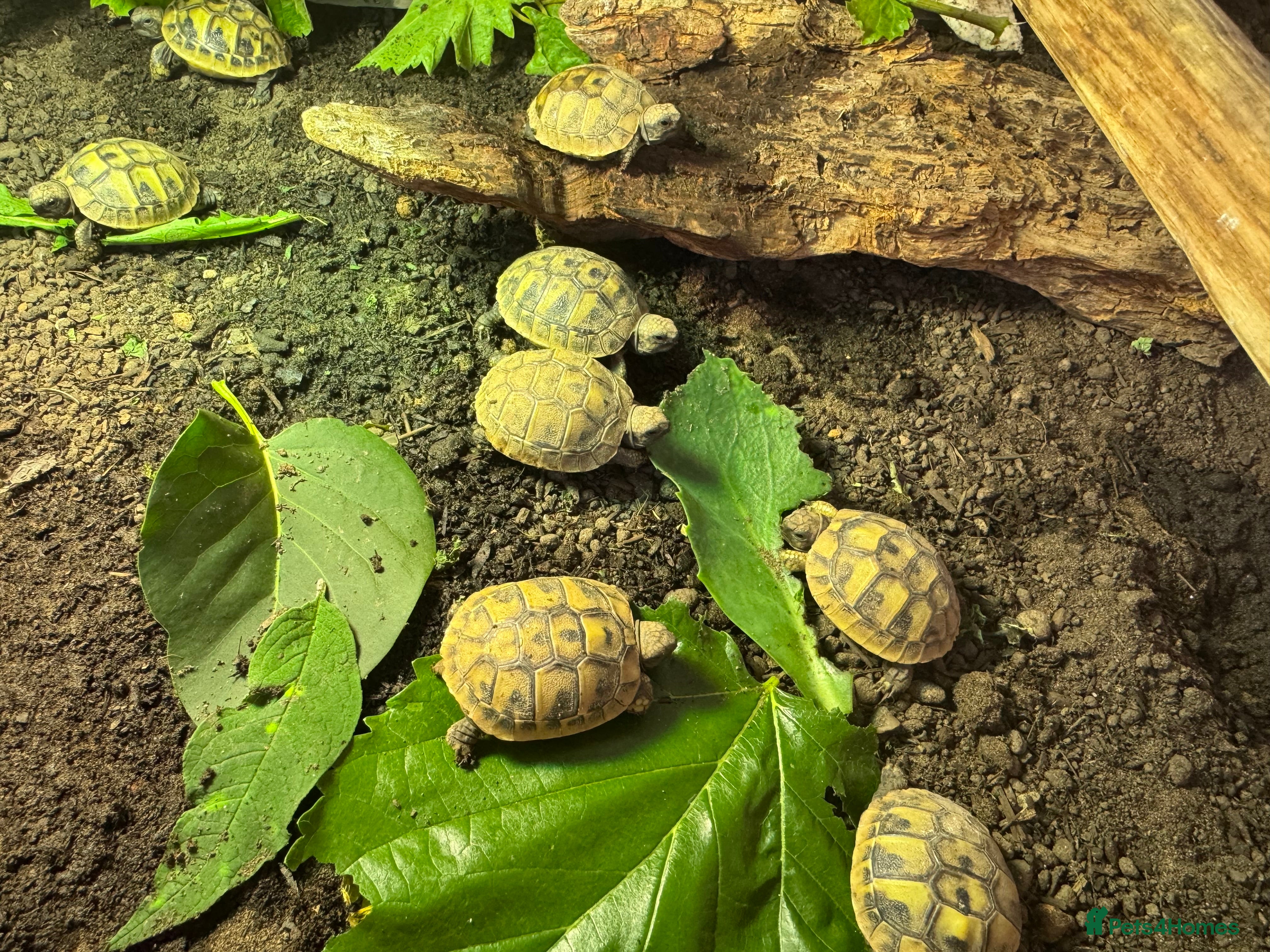 Tortoise reptiles Baby Hermann Tortoise Hatchlings - Advert 2