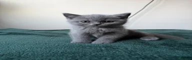 Kitten 3