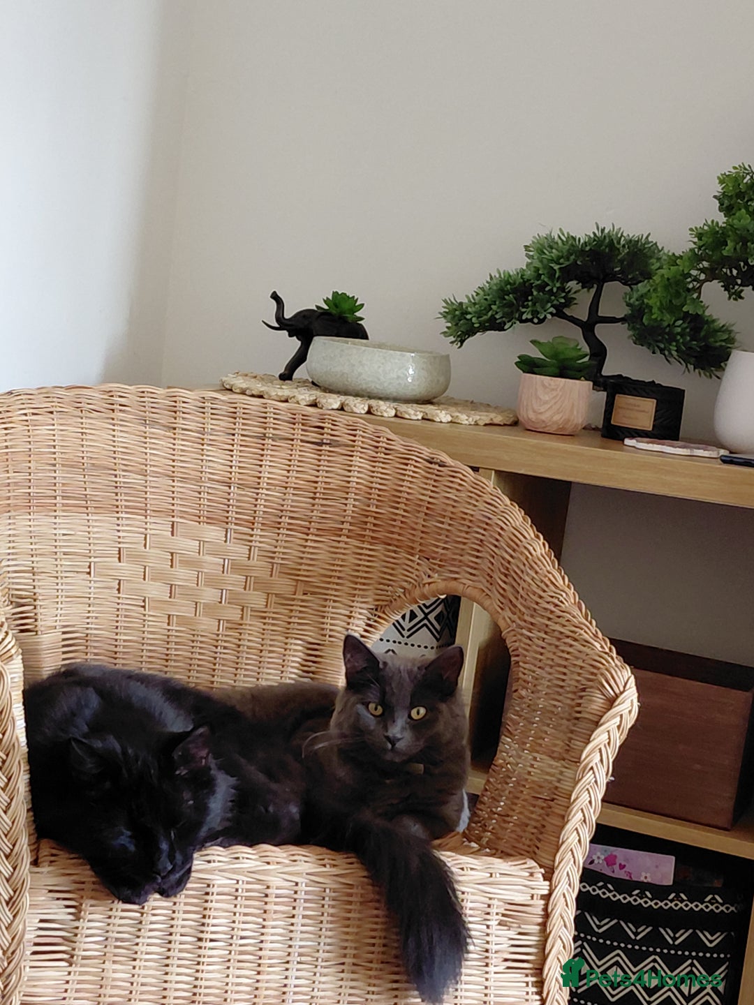 Mixed Breed cats for sale: 2 gorgeous boys for rehome - Advert 6