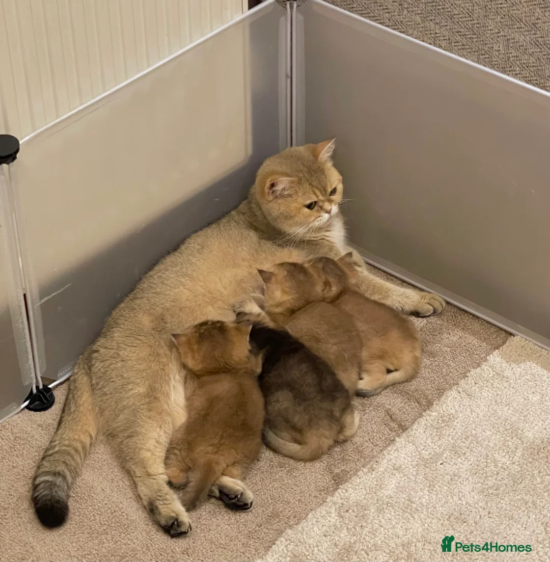 British Shorthair cats for sale: 🐾 GCCF Stunning Golden BSH kittens (girls)💕💕💕 - Advert 2