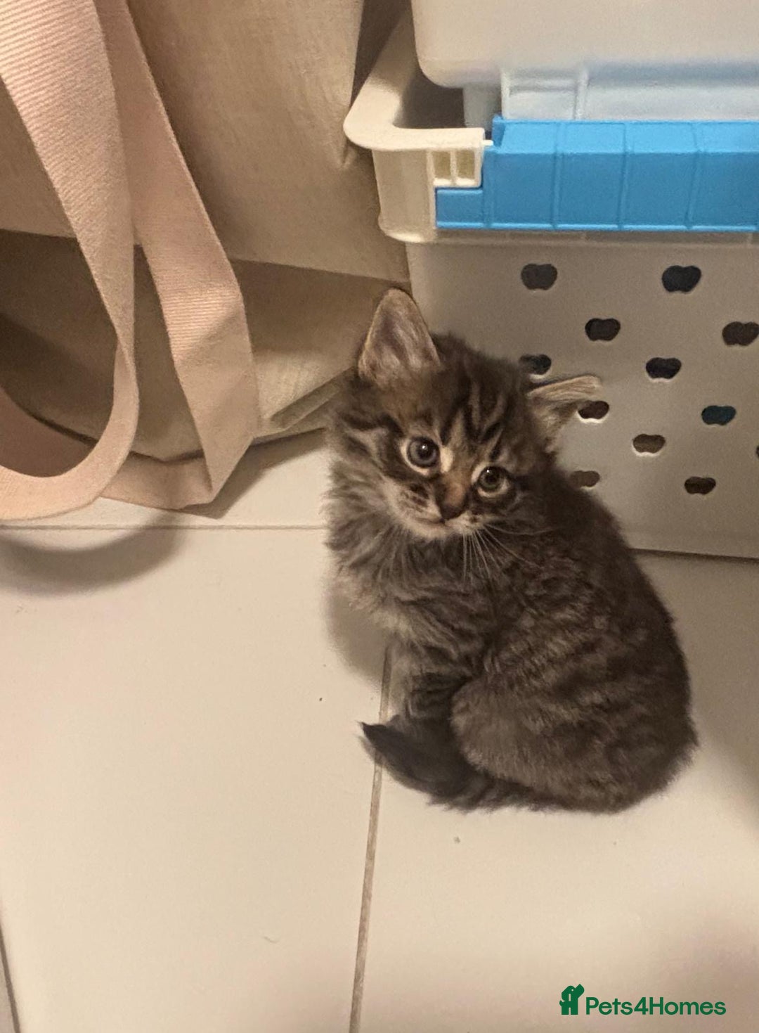 Mixed Breed cats for sale: Kittens ready for a new home  - Image 3