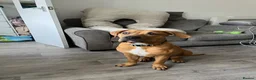Mixed Breed dogs for sale: Ridgeback x Staffy - Advert 2