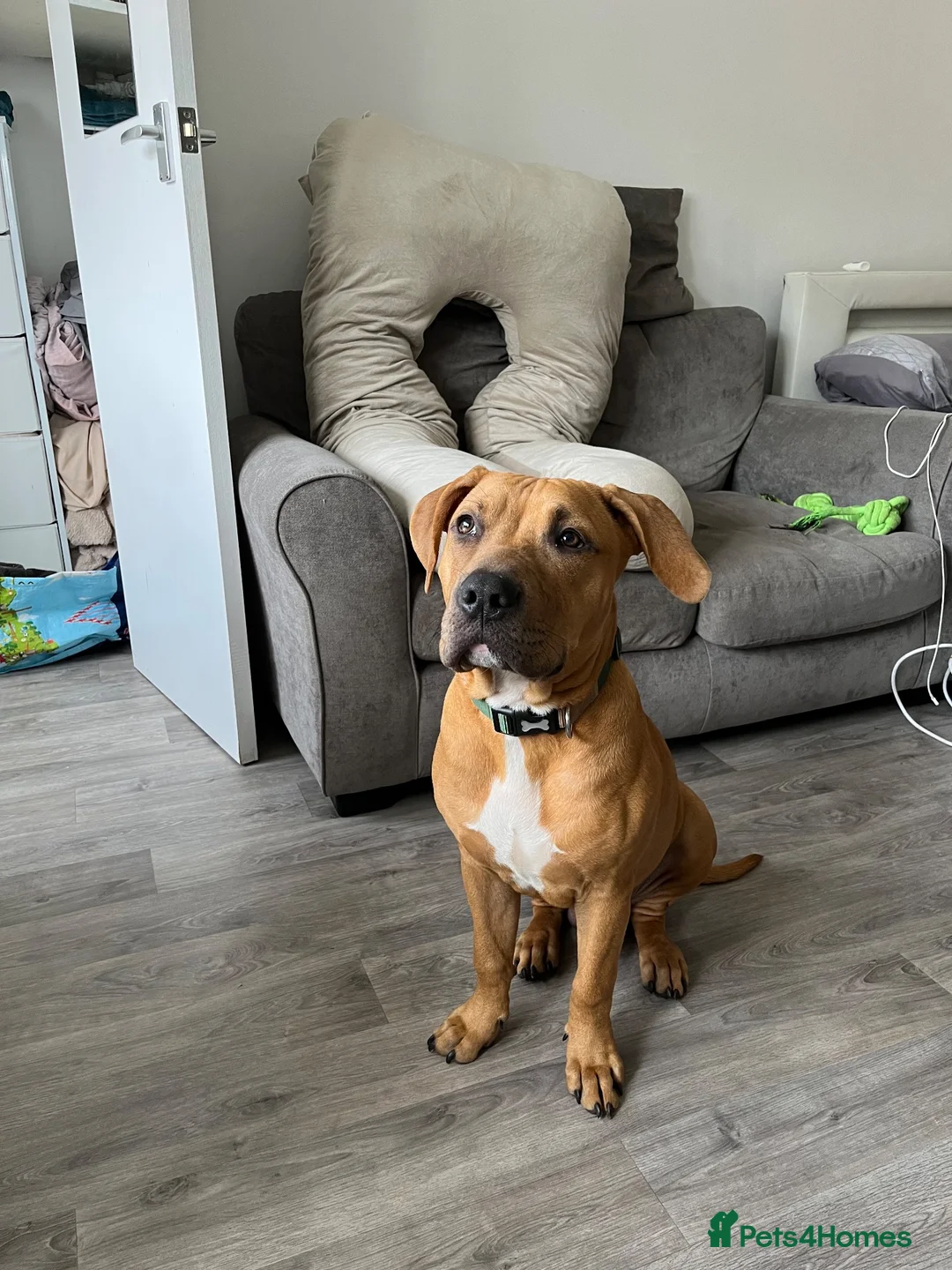 Mixed Breed dogs for sale: Ridgeback x Staffy - Advert 2