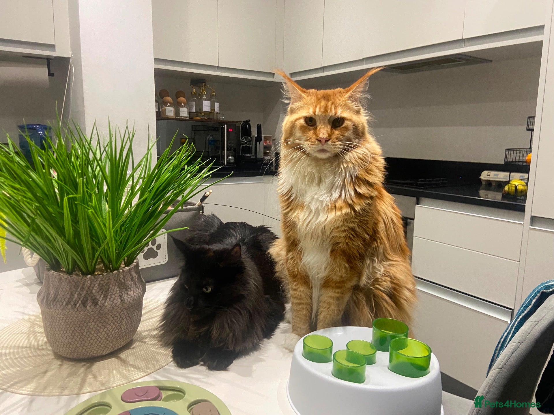 Maine Coon cats Adult Maine coons - Advert 1