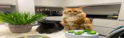Maine Coon cats for sale: Adult Maine coons in Coventry - Advert 1