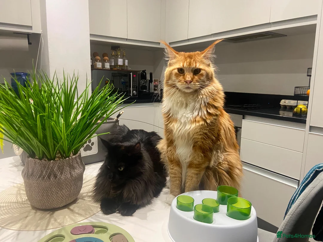 Maine Coon cats for sale: Adult Maine coons in Coventry - Advert 1