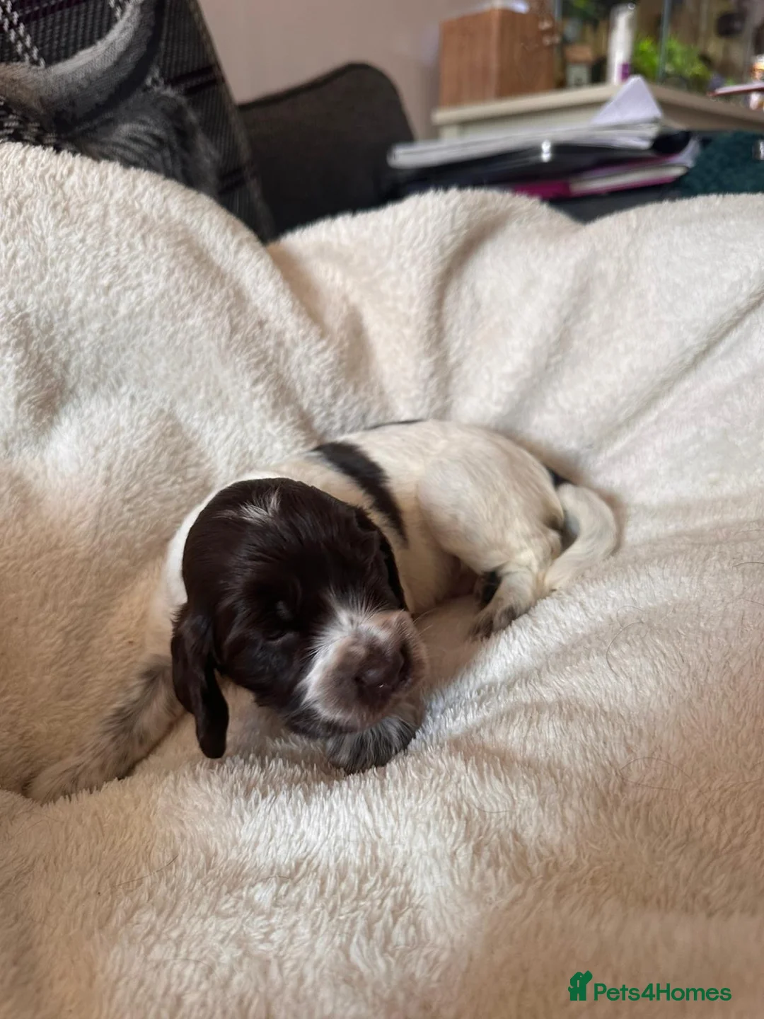 Cocker Spaniel dogs for sale: *DNA clear* Show type cocker spaniel puppies - Advert 20