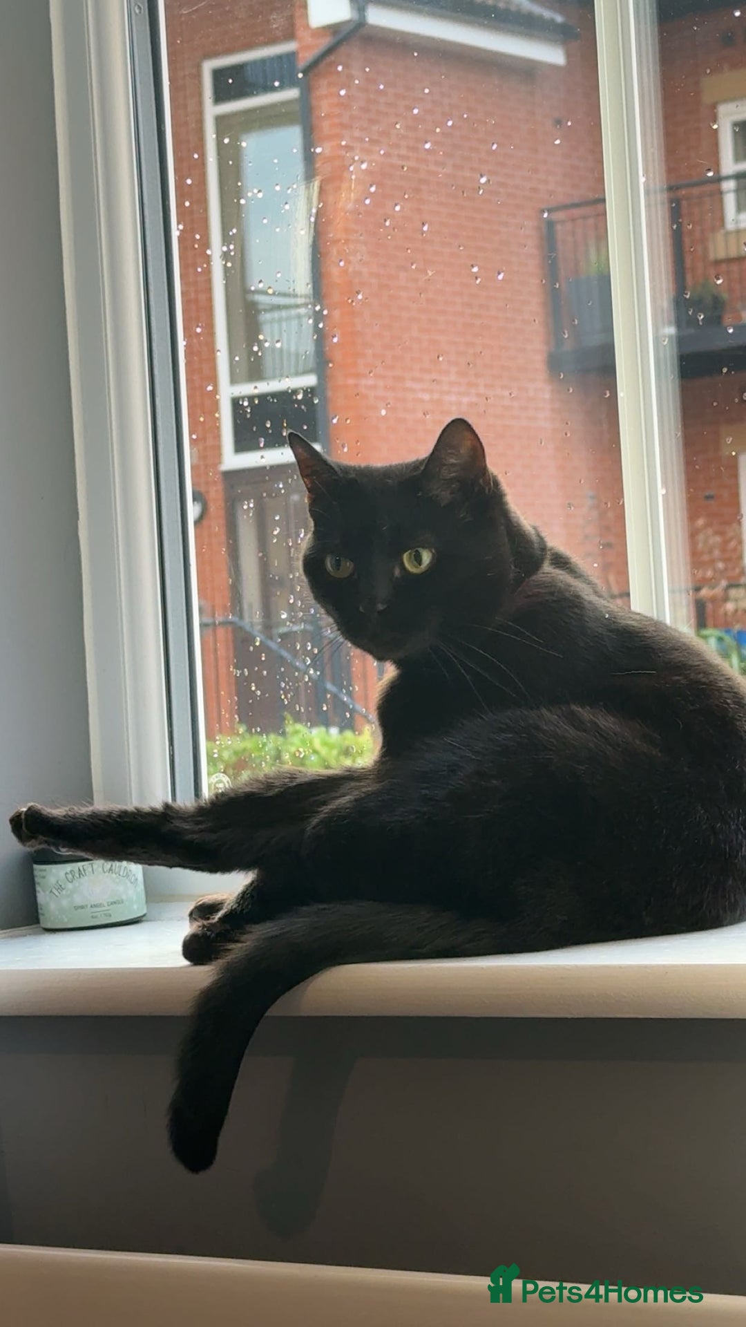 British Shorthair cats for sale: Beautiful female cat - Advert 2