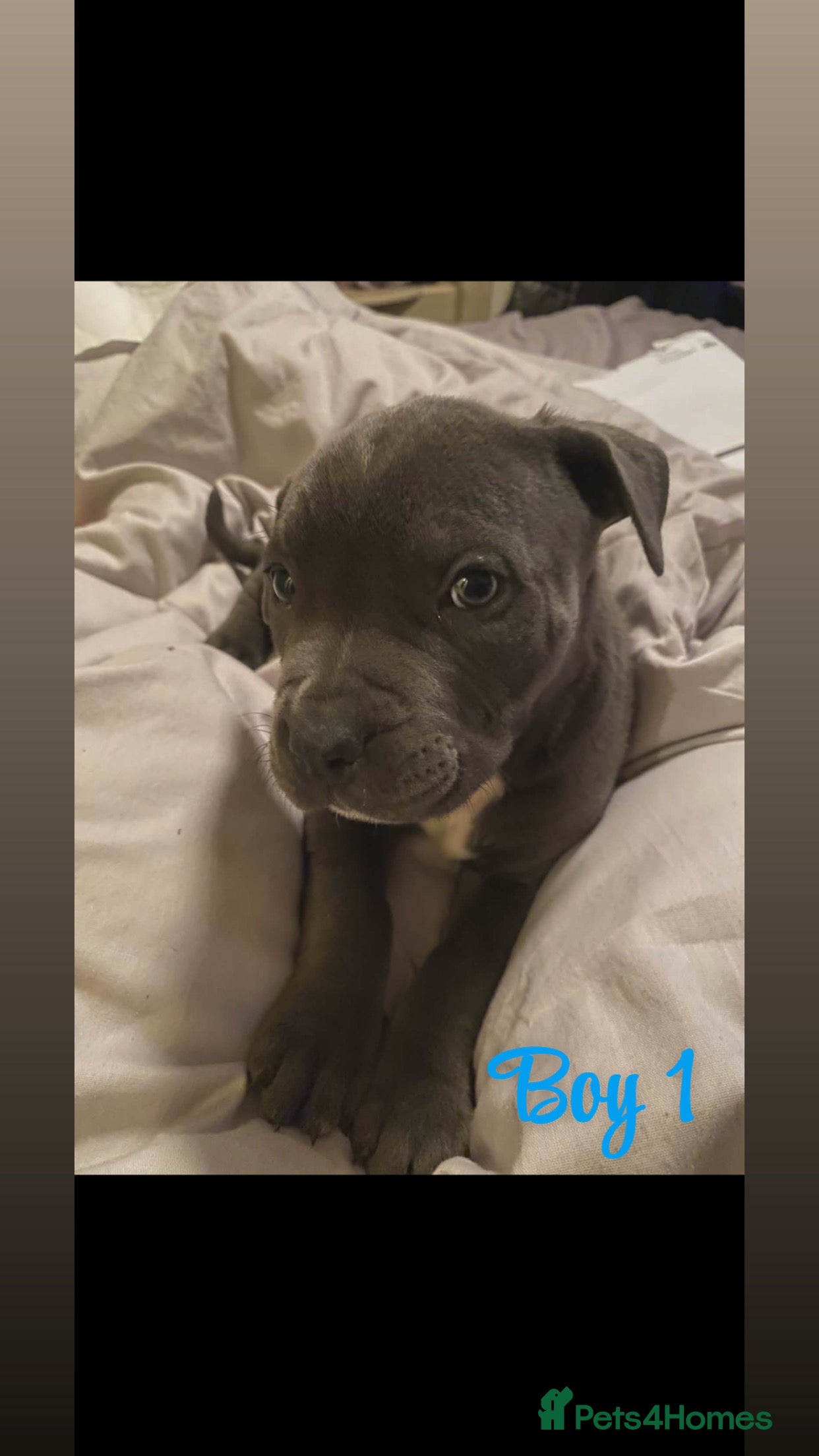 Staffordshire Bull Terrier dogs Pure Staffy Puppies For Sale! - Advert 2