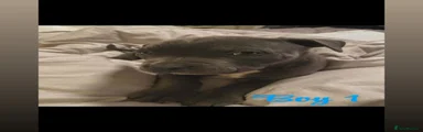 Staffordshire Bull Terrier Puppy 1