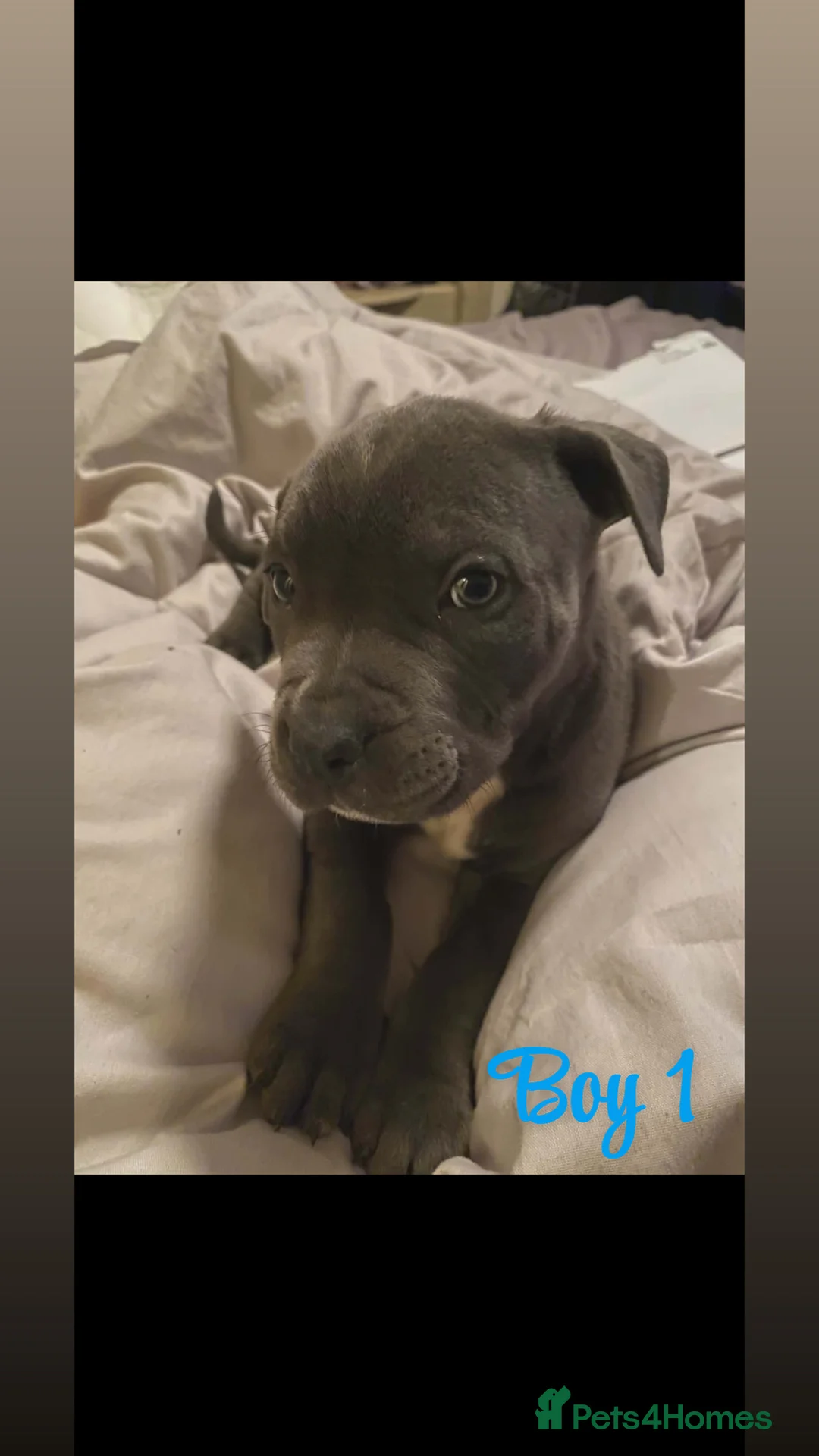 Staffordshire Bull Terrier dogs for sale: Pure Staffy Puppies For Sale! - Advert 2