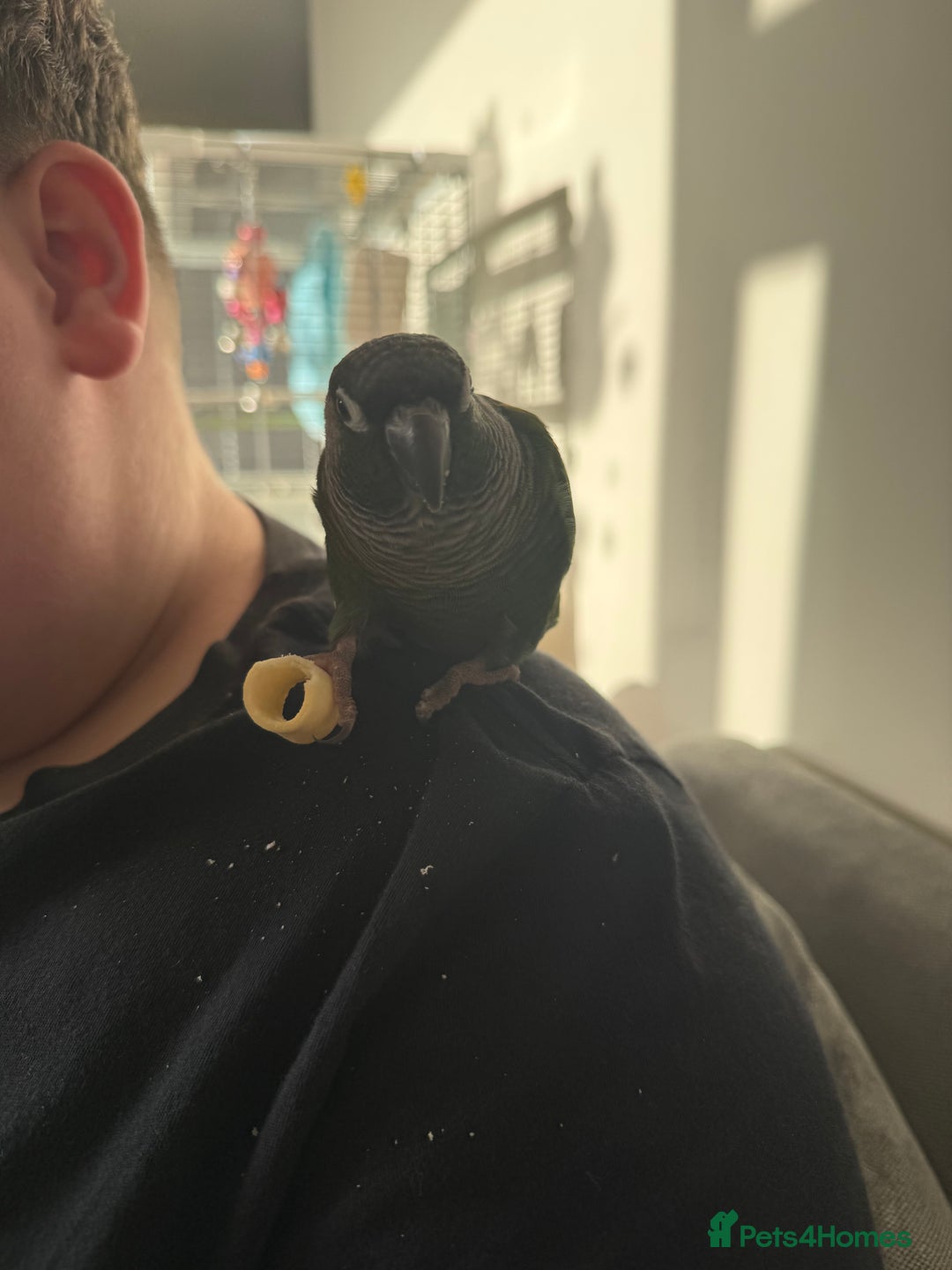 Conures birds for sale: Conure  - Advert 2