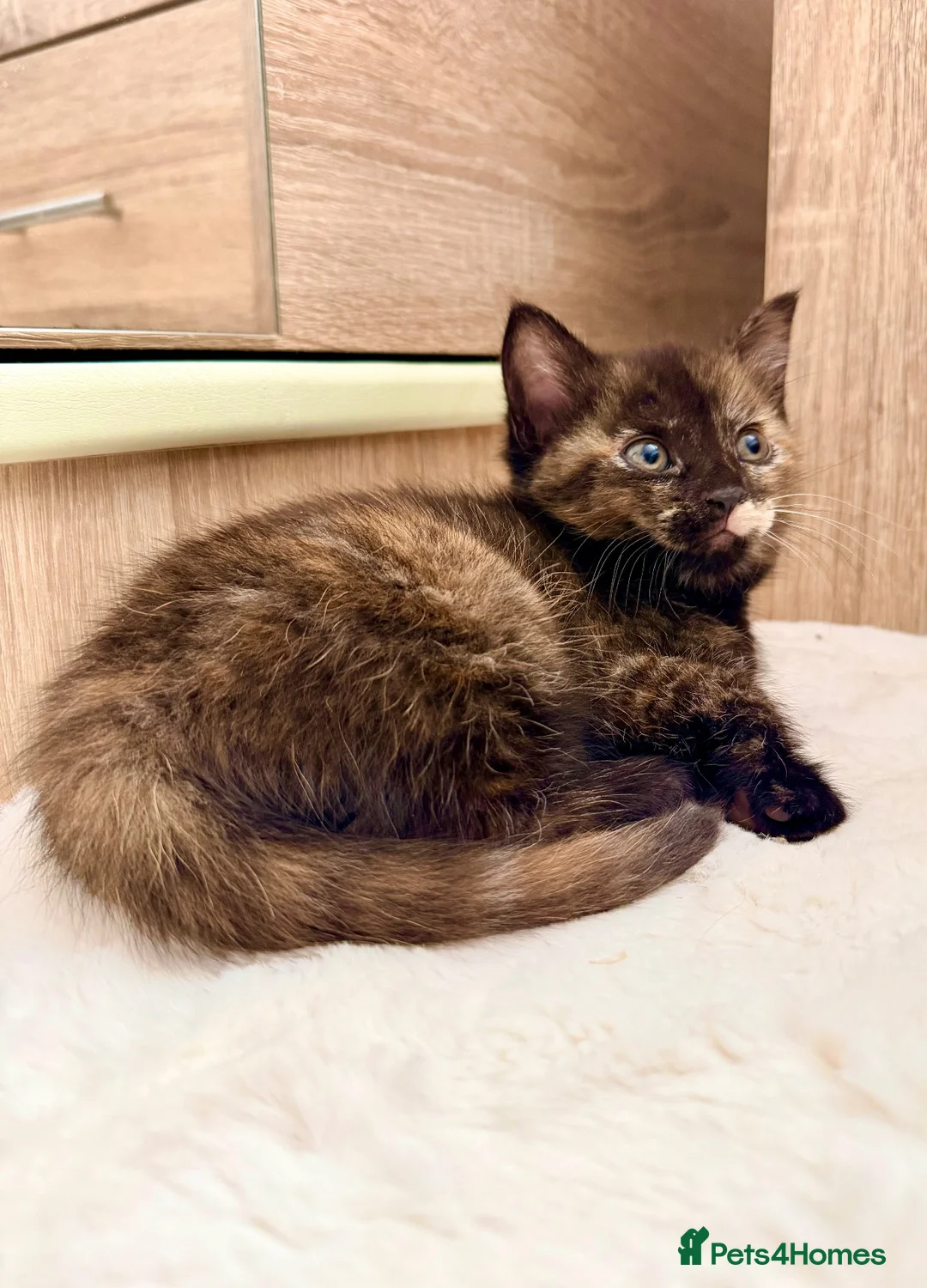 Mixed Breed cats for sale: Kittens - Advert 13