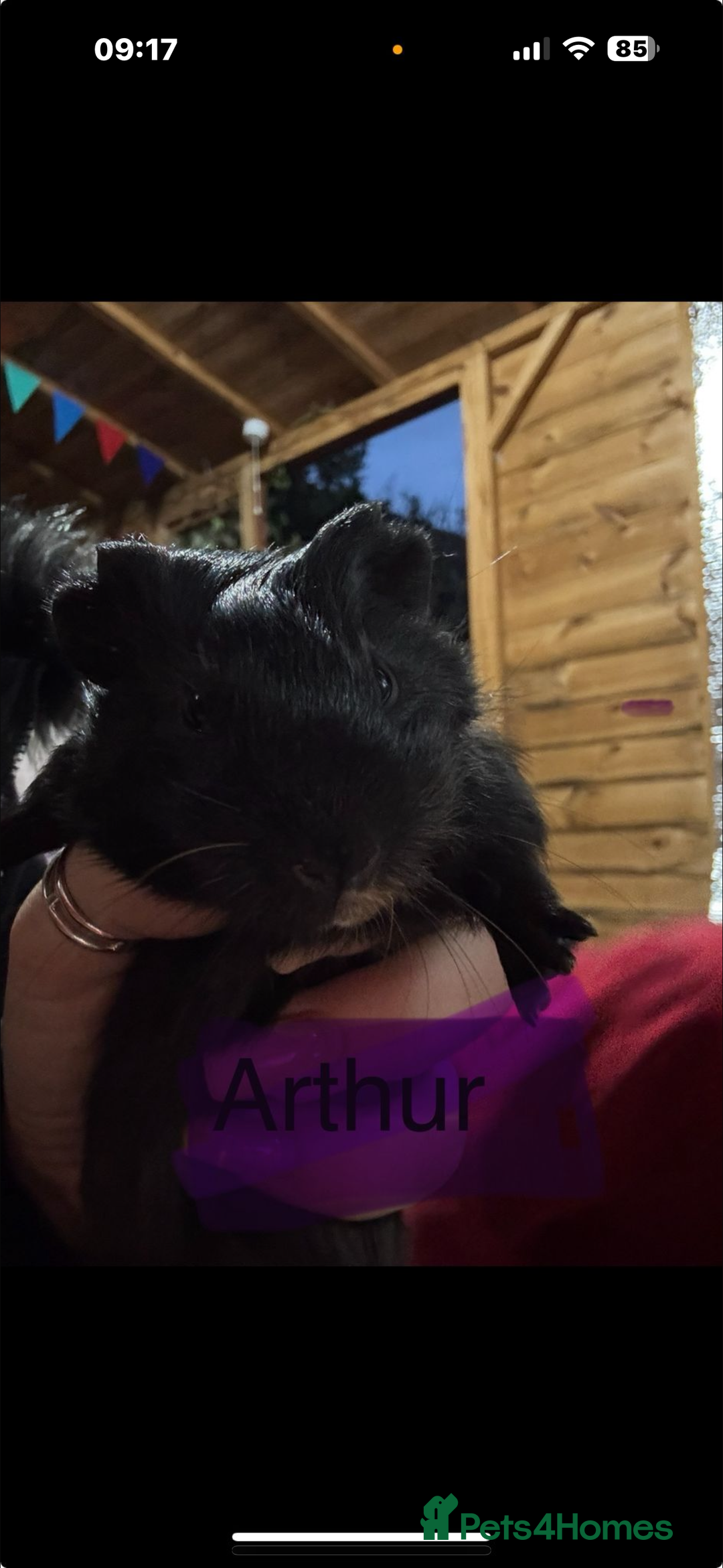 Guinea Pig rodents for sale: Guinea pigs - Advert 16