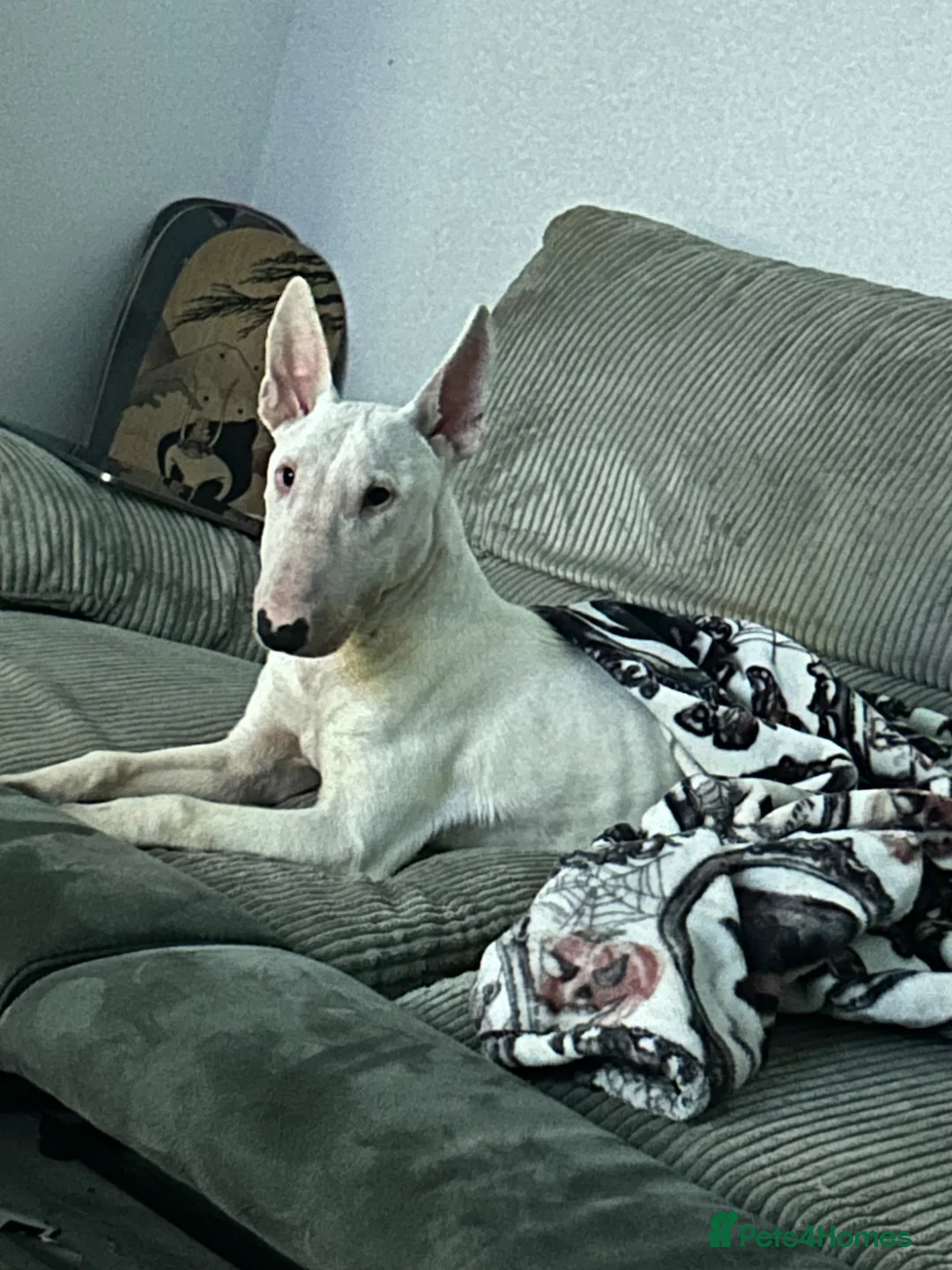 English Bull Terrier dogs for sale: EBT & Corso X – Loving Experienced Homes in Ferryhill - Advert 2