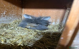 Mini Lion Lop rabbits for sale: 4 beautiful lionlops  - Image 5
