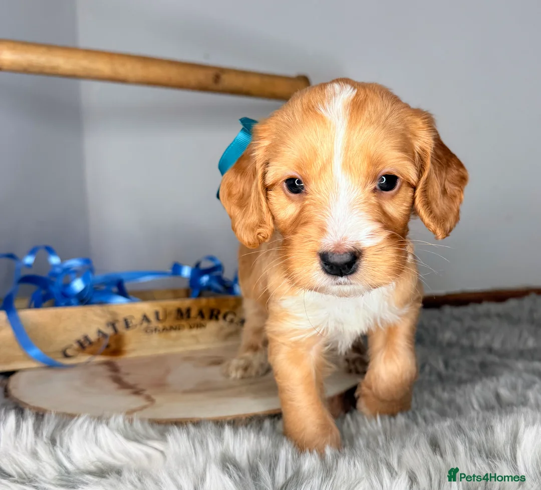 Australian Labradoodle dogs for sale: Australian labradoodle  - Advert 12