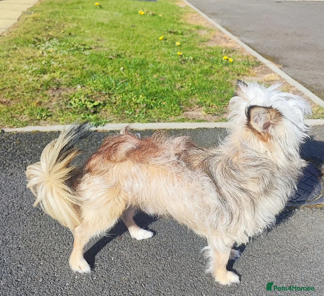 Mixed Breed dogs for stud: Sobaken, 2 y.o. male, for stud only, not for sale - Advert 1