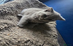 British Shorthair cats for sale: British short hair - Image 11