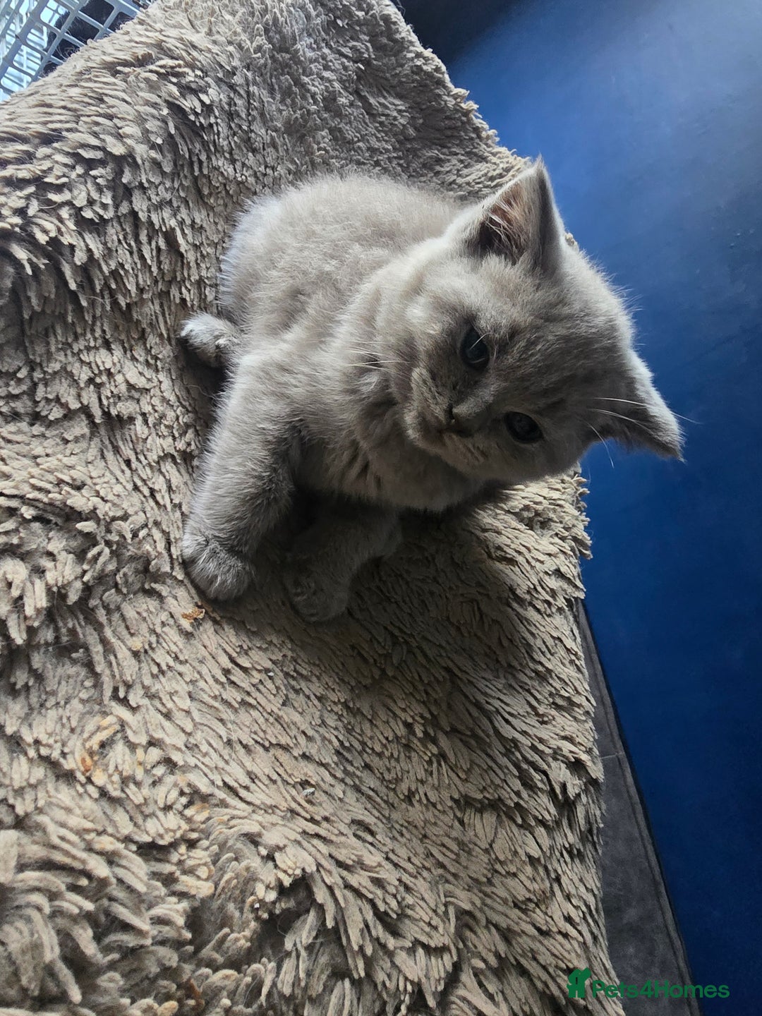 British Shorthair cats for sale: British short hair - Image 11