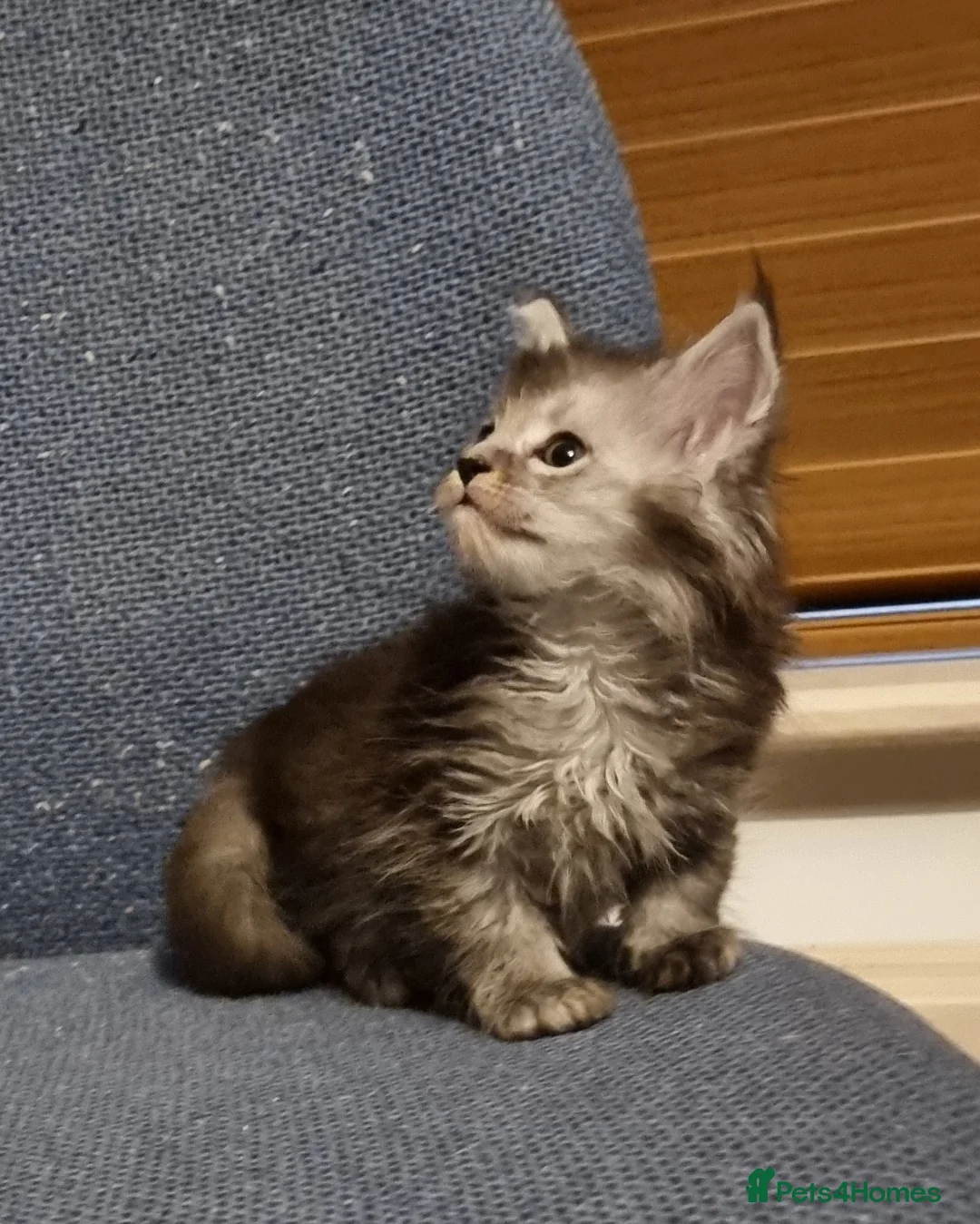 Maine Coon cats for sale: Pedigree GCCF registered Maine Coon Kittens  - Advert 19