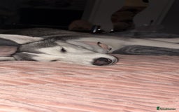 Siberian Husky dogs for sale: Beautiful Husky Needs a Loving Home  - Image 5