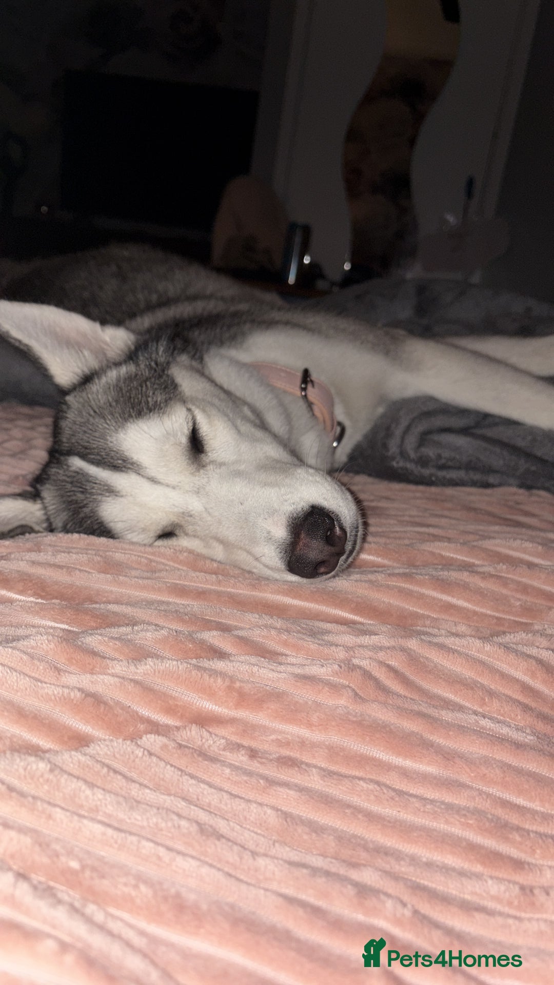 Siberian Husky dogs for sale: Beautiful Husky Needs a Loving Home  - Image 5