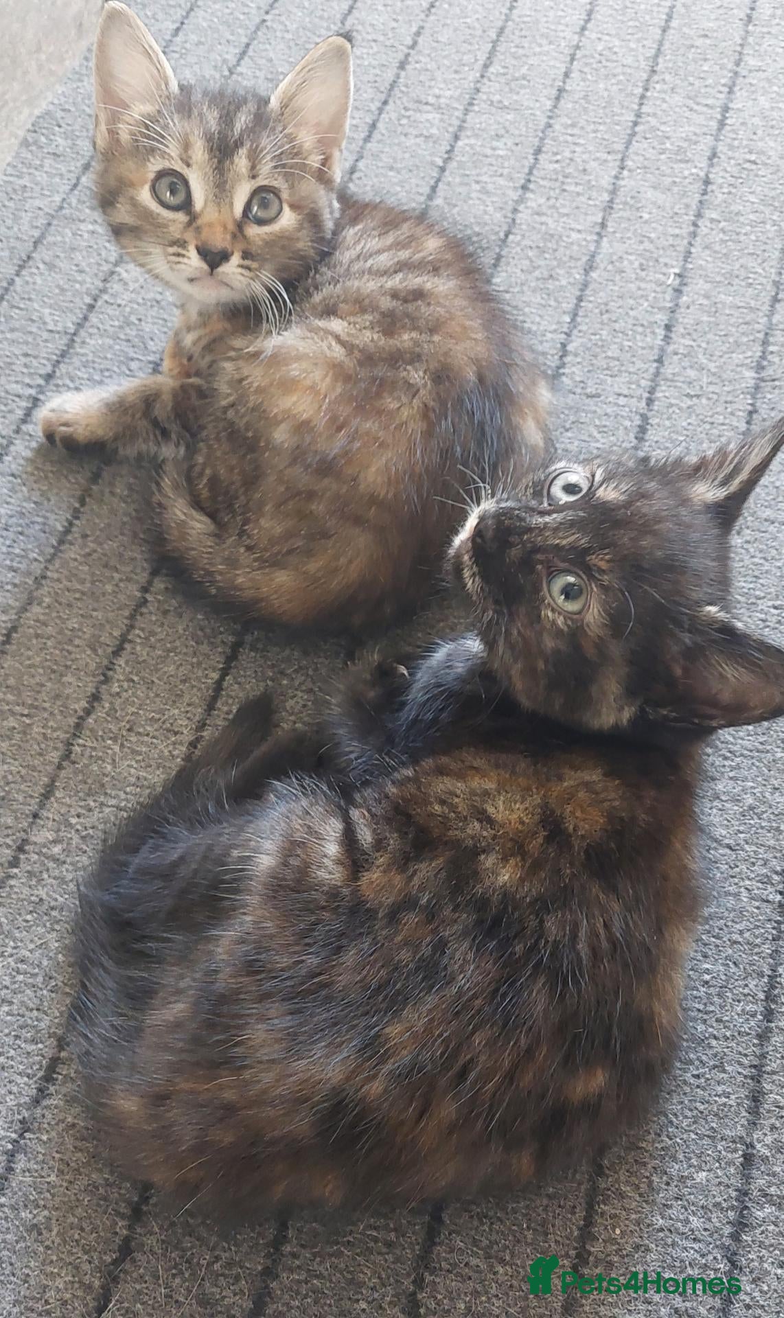 Mixed Breed cats 2 kittens girls left - Advert 1