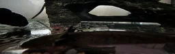 Axolotl reptiles for sale: Male and female with their baby in Warminster - Advert 5