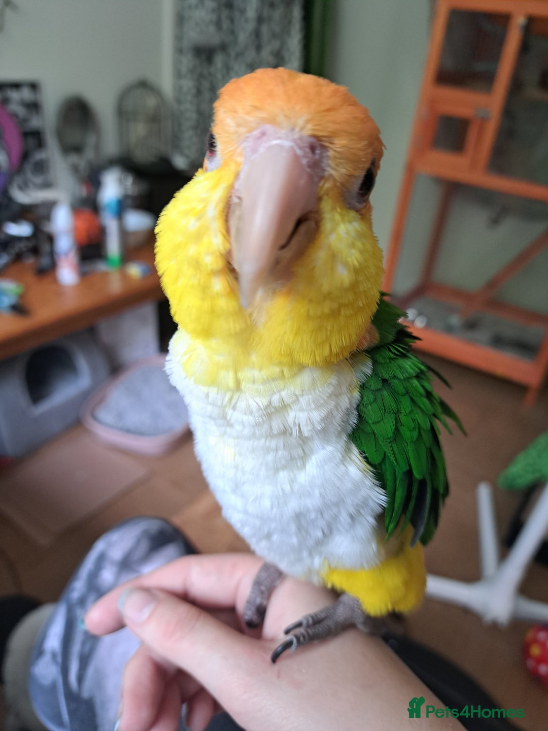 Parrots birds for sale: Male, yellow thighed caique - Image 1