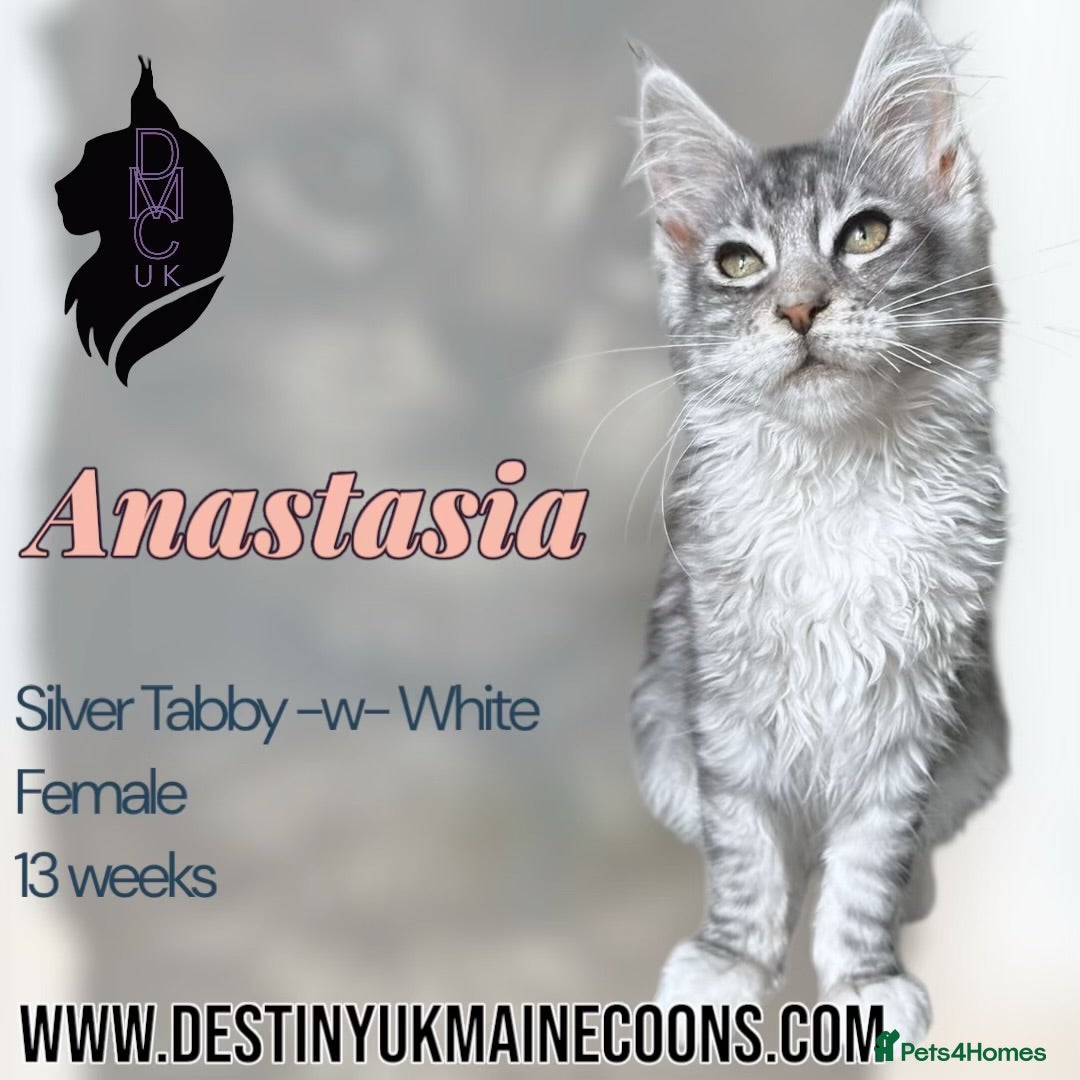 Maine Coon cats for sale: Ready Now - 4 Pedigree Silver Maine Coon Kittens - Image 2