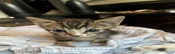Mixed Breed cats for sale: 6 lovely kittens for adoption  - Advert 4