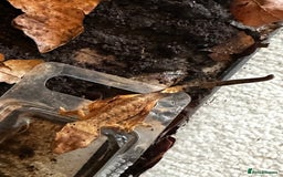 Gecko reptiles for sale: Brown Dalmatian Crested Gecko in Banbury - Image 5