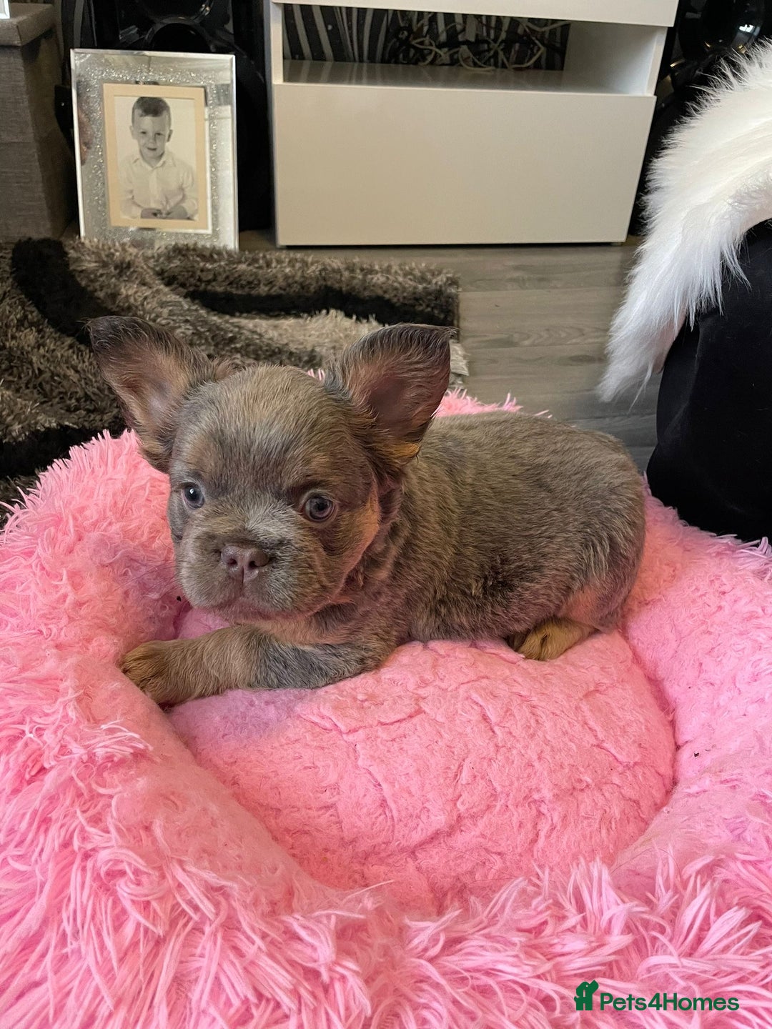 French Bulldog dogs for sale: Fluffy Female Frenchies  - Image 6