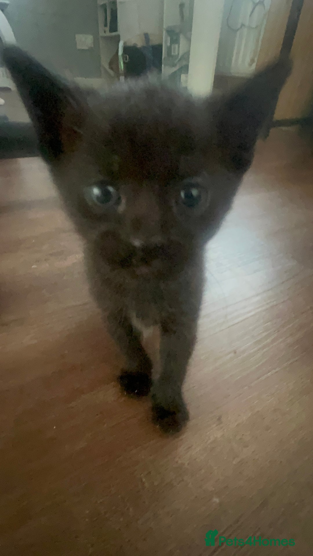 Mixed Breed cats for sale: chunky kittens - Image 22
