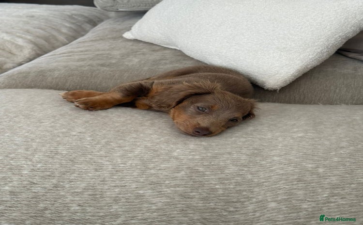 Miniature Dachshund dogs - Advert 8