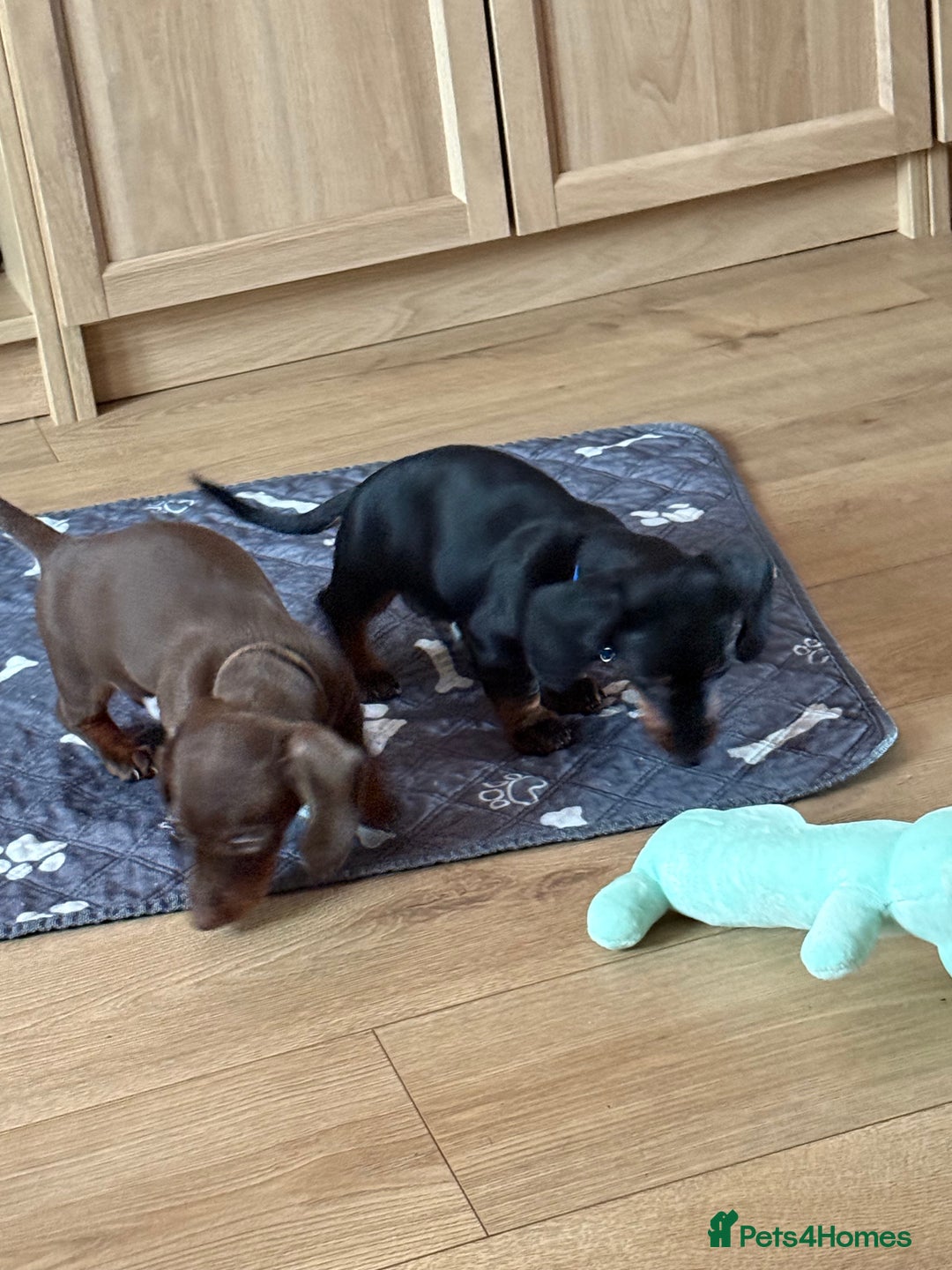 Miniature Dachshund dogs for sale: 2 x Dachshund Minis - Males - Advert 3