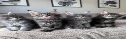 Maine Coon cats for sale: ✨5 Gorgeous Pure Breed Maine Coon Kittens✨ - Advert 4