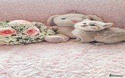 Scottish Fold cats for sale: Stunning TICA Registered Babies in Bolton - Image 25